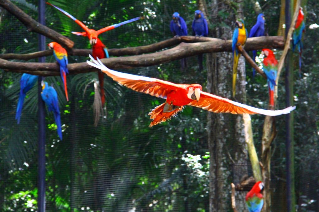 Parque das aves - Foz do Iguaçu
